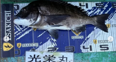 タイト