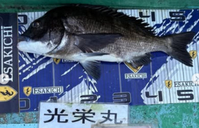 タイト