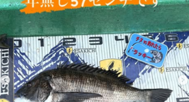 トルなし