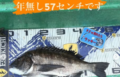 トルなし