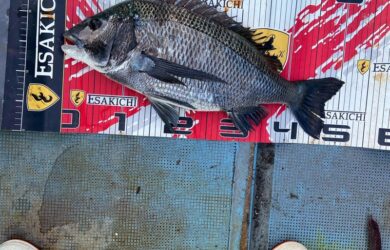 o1080144015724556173