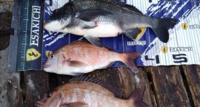 c6df0290ba9bca8e5da7a1cda0beda69