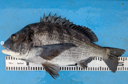 スクリーンショット (888)