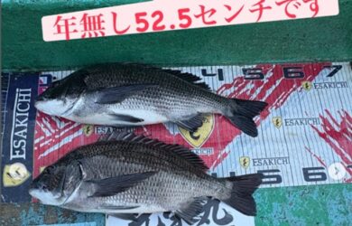 ルなし