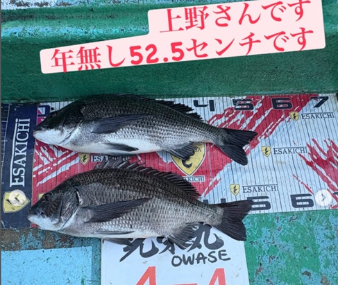 ルなし
