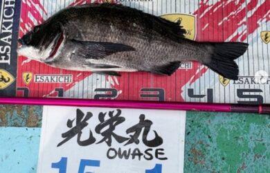 トルなし