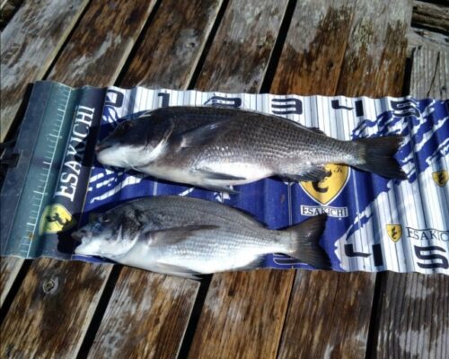 478bbcd37f2f2f76715524a19edae34f