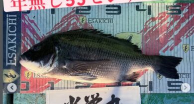 トルなし
