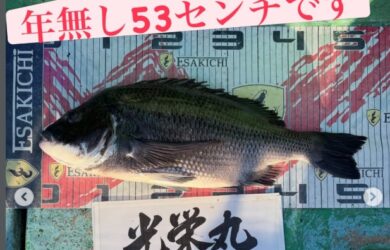 トルなし