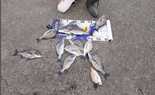 トルなし