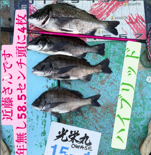 トルなし