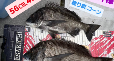 トルなし