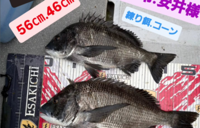 トルなし