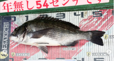 ルなし