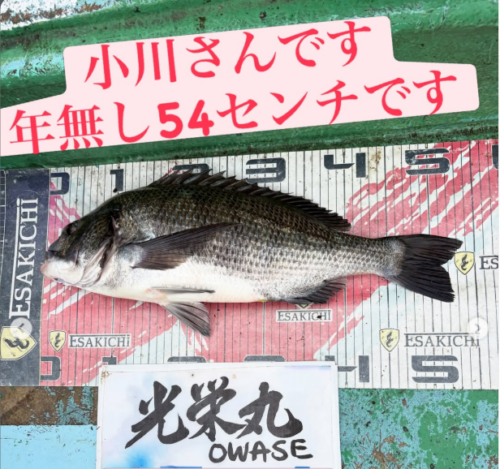 ルなし